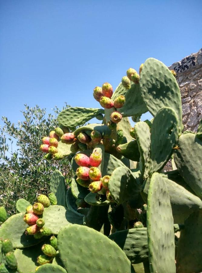 Palacca, Trullo Salentino 安德拉诺 外观 照片