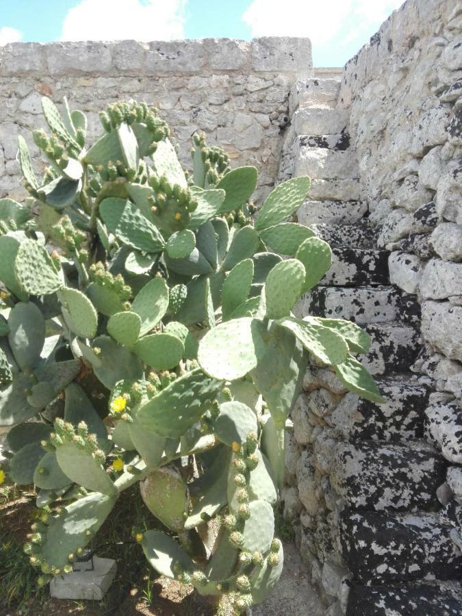 Palacca, Trullo Salentino 安德拉诺 外观 照片