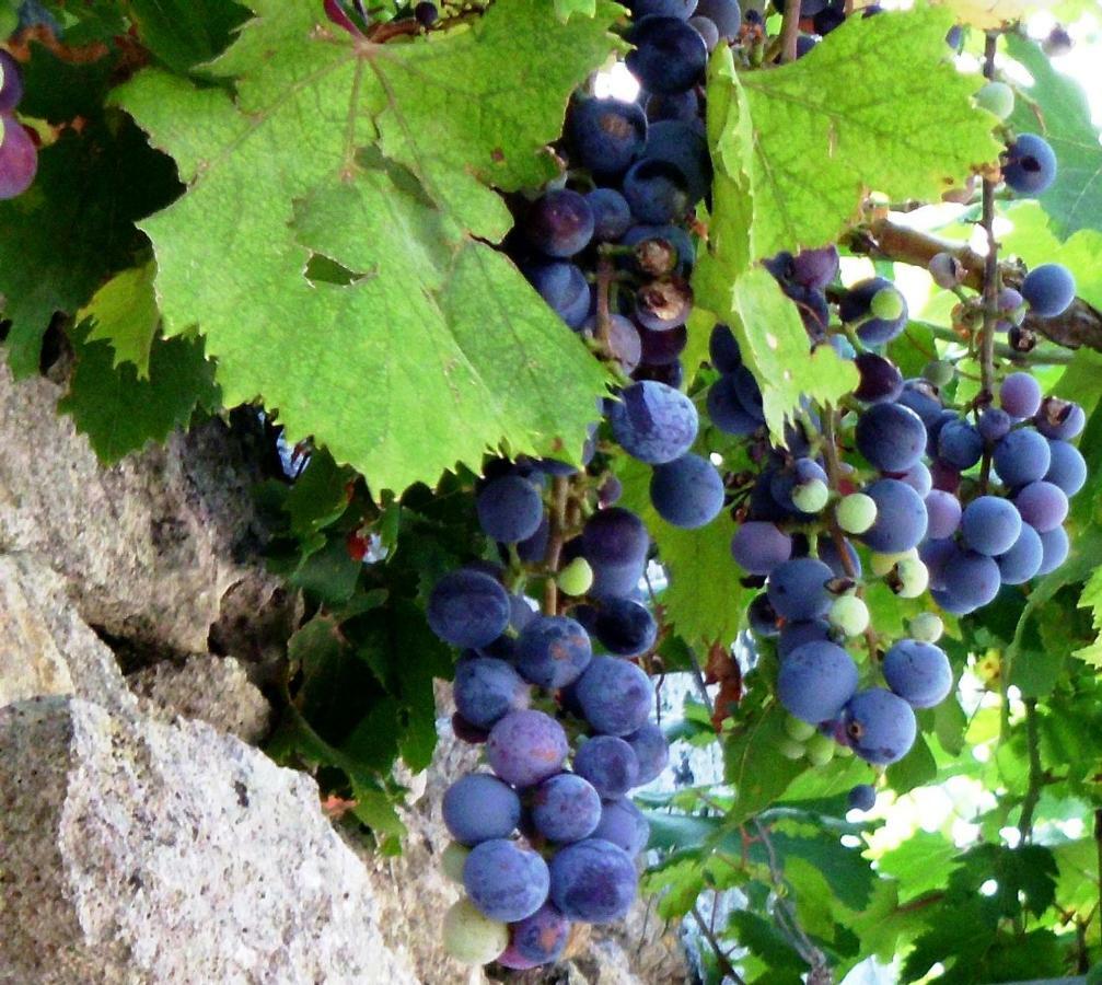 Palacca, Trullo Salentino 安德拉诺 外观 照片